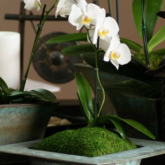 SuperMoss® Preserved Sheet Moss